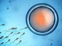 北京试管婴儿费用低吗？试管婴儿具体流程有哪些？